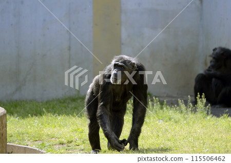 Chimpanzee Chimpanzee 115506462