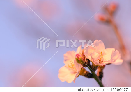 Extreme close-up of pink almond blossoms against blue sky - selective focus9 Extreme close-up of pink almond blossoms against blue sky - selective focus9 115506477