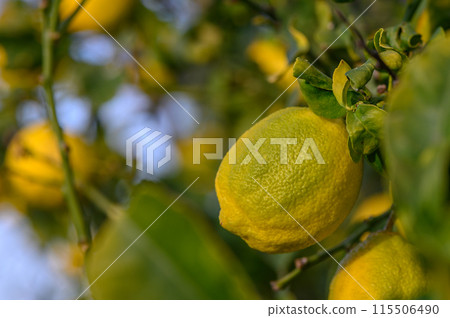 Yellow citrus lemon fruits and green leaves in the garden. Citrus lemon growing on a tree branch close-up.17 115506490