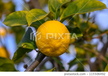 Yellow citrus lemon fruits and green leaves in the garden. Citrus lemon growing on a tree branch close-up. 2 115506492