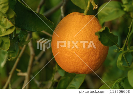 Ripe oranges on a tree in the sunset light 1 Ripe oranges on a tree in the sunset light 1 115506608