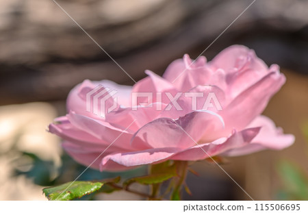 pink rose on the street in winter in Cyprus 1 pink rose on the street in winter in Cyprus 1 115506695