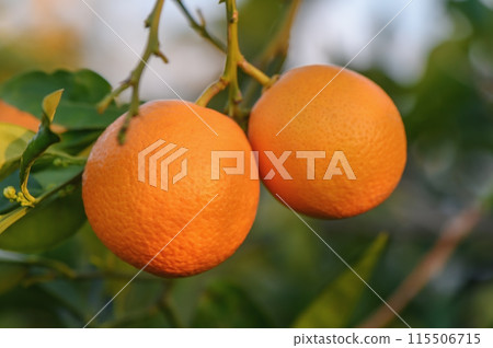 A branch with natural oranges on a blurred background of an orange orchard at golden hour 7 A branch with natural oranges on a blurred background of an orange orchard at golden hour 7 115506715