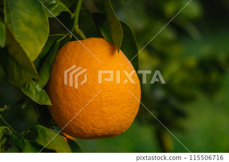 Oranges bear fruit and bloom on trees in the garden and in the sun's rays 1 Oranges bear fruit and bloom on trees in the garden and in the sun's rays 1 115506716