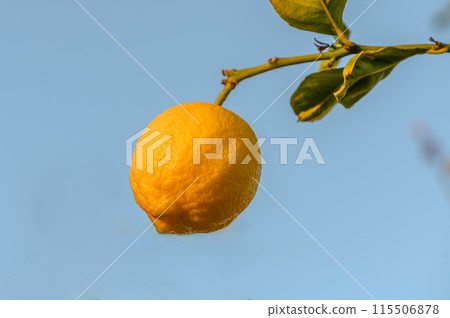 Bunches of fresh yellow ripe lemons on lemon tree branches in garden Bunches of fresh yellow ripe lemons on lemon tree branches in garden 115506878