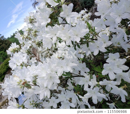 White azalea White azalea 115506986