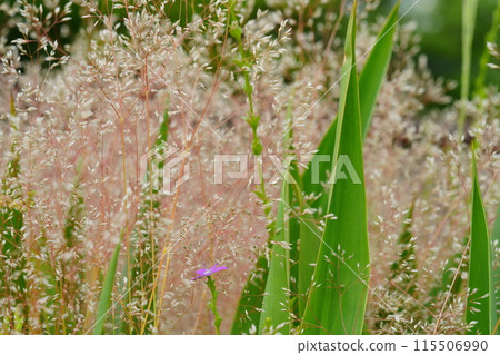 Close-up of the delicate wild plant Nukasuki 3 115506990