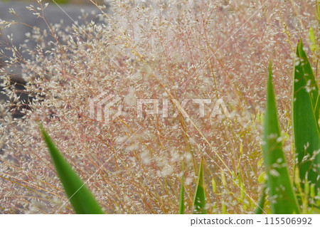 Close-up of the delicate wild plant Nukasuki 2 Close-up of the delicate wild plant Nukasuki 2 115506992