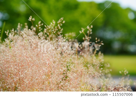 Close-up of Nukasuki in the park background 1 115507006
