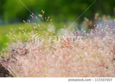 Close-up of Nukasuki in park background Close-up of Nukasuki in park background 115507007