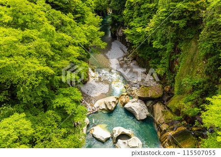 [Ishikawa Prefecture, Hakusan City] Fresh greenery in the Tetori Gorge and Watagataki Falls 115507055