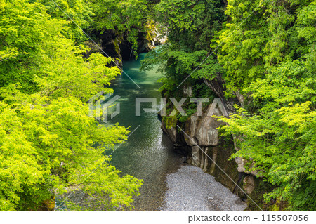 [Ishikawa Prefecture, Hakusan City] Fresh greenery in the Tetori Gorge and Watagataki Falls 115507056