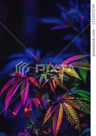Cannabis Plant Under Colorful RGB LED Lights on dark background 115507259