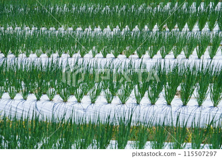 Young onion field scenery 5 115507297