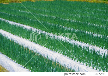 Young onion field scenery 4 115507298