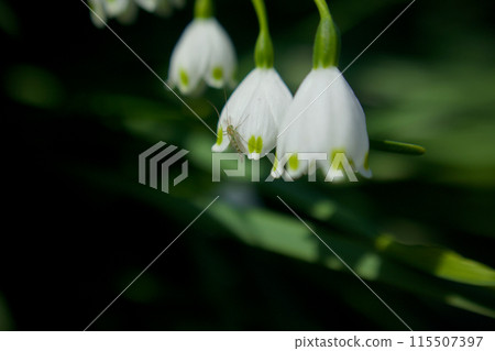 雪花，又名鈴蘭水仙。可以休息翅膀的搖蚊科動物。花語是“純潔”和“純潔的心” 115507397