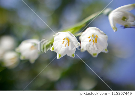 雪花，又名鈴蘭水仙。花語是“純潔”和“純潔的心” 115507449
