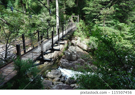 Suspension bridge in green forest 115507456