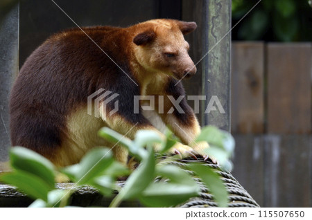 Sedge ki Novoli kangaroo Sedge ki Novoli kangaroo 115507650
