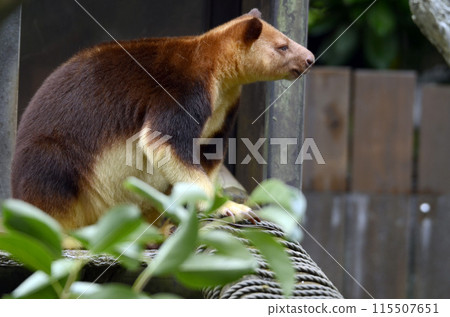 Sedge ki Novoli kangaroo Sedge ki Novoli kangaroo 115507651