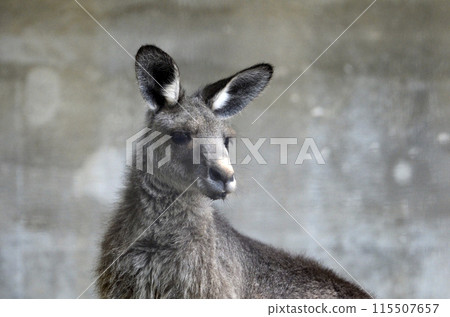Kangaroo Kangaroo 115507657