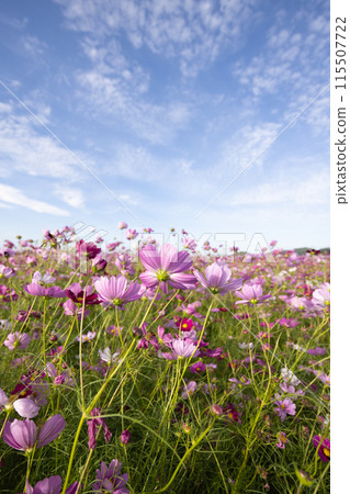 Cosmos field scenery in Mashiko Town, Tochigi Prefecture Cosmos field scenery in Mashiko Town, Tochigi Prefecture 115507722