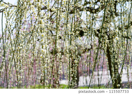 Weeping plums at Tsukigase Bridge 115507733