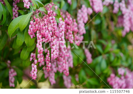 Early spring flowers: large clusters of Asarum spp. 115507746