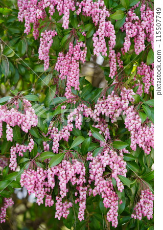 Early spring flowers: large clusters of Asarum spp. 115507749