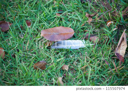 落葉和翼羽 115507974