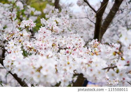 Cherry blossoms in full bloom captured with a macro lens in Kizugawa City, Kyoto Prefecture 115508011