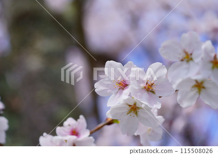 用微距鏡頭拍攝的可愛櫻花 用微距鏡頭拍攝的可愛櫻花 115508026