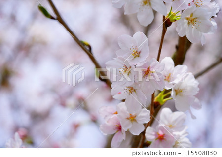 Cute cherry blossoms photographed with a macro lens 115508030
