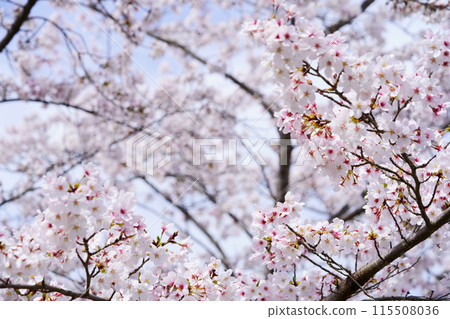 溫暖的春日裡綻放著希望的櫻花 溫暖的春日裡綻放著希望的櫻花 115508036