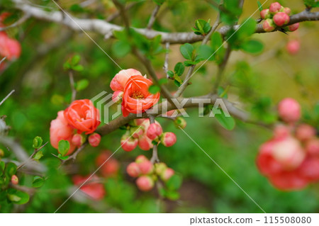 Cute Japanese quince flower blooming 115508080