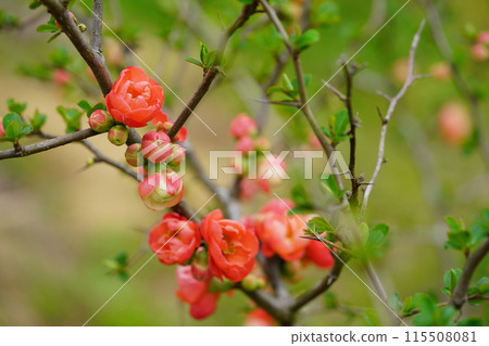 可愛模糊的花朵盛開 115508081