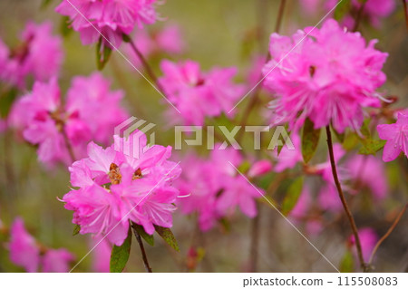 Early spring flowers: Yoshino azaleas in full bloom Early spring flowers: Yoshino azaleas in full bloom 115508083