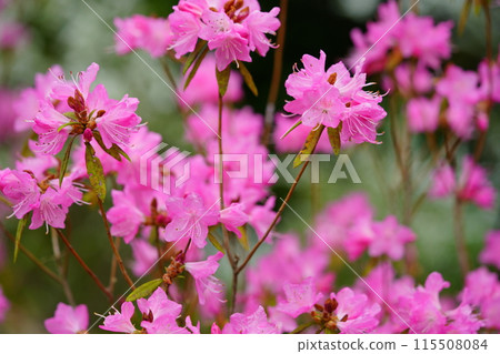 早春花:吉野杜鵑花盛開 早春花:吉野杜鵑花盛開 115508084