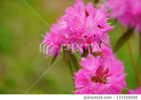 早春花:吉野杜鵑花盛開 早春花:吉野杜鵑花盛開 115508086