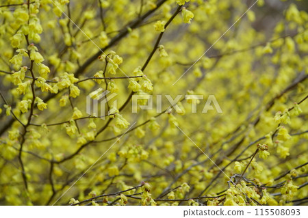 日向山茱萸盛開 115508093