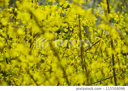 Blooming spring flower, Forsythia Blooming spring flower, Forsythia 115508096