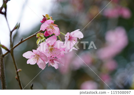 A branch of the Yohko cherry tree beginning to bloom A branch of the Yohko cherry tree beginning to bloom 115508097