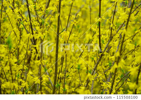 Blooming spring flower, Forsythia Blooming spring flower, Forsythia 115508100