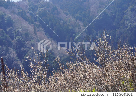 Tsukigase Plum Grove - Mountainside across the valley and white plum blossoms in the foreground Tsukigase Plum Grove - Mountainside across the valley and white plum blossoms in the foreground 115508101