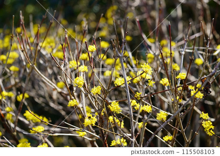 月瀨新福寺的科尼利厄斯 115508103