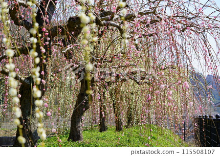 Weeping plums at Tsukigase Bridge Weeping plums at Tsukigase Bridge 115508107