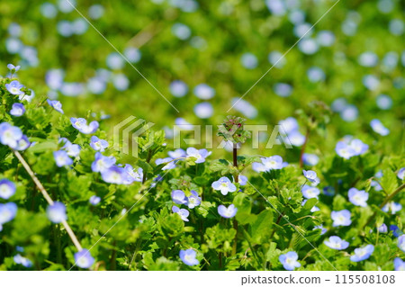 Wild grass and spring birds of spring Wild grass and spring birds of spring 115508108
