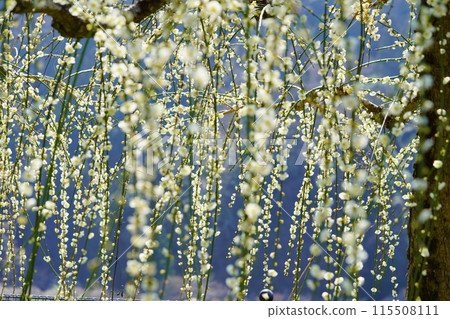 Weeping plums at Tsukigase Bridge Weeping plums at Tsukigase Bridge 115508111