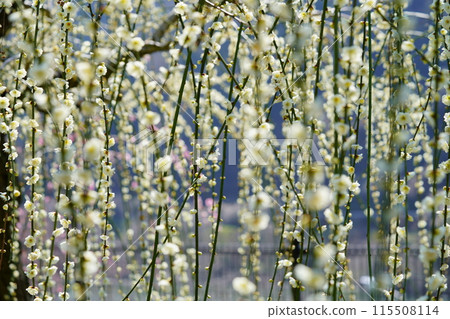 Weeping plums at Tsukigase Bridge 115508114