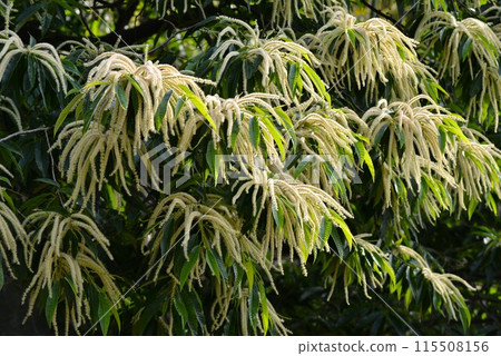 栗子花 栗子花 115508156
